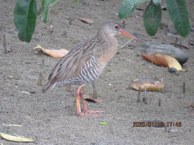 Mangrove Rail - ML207625221