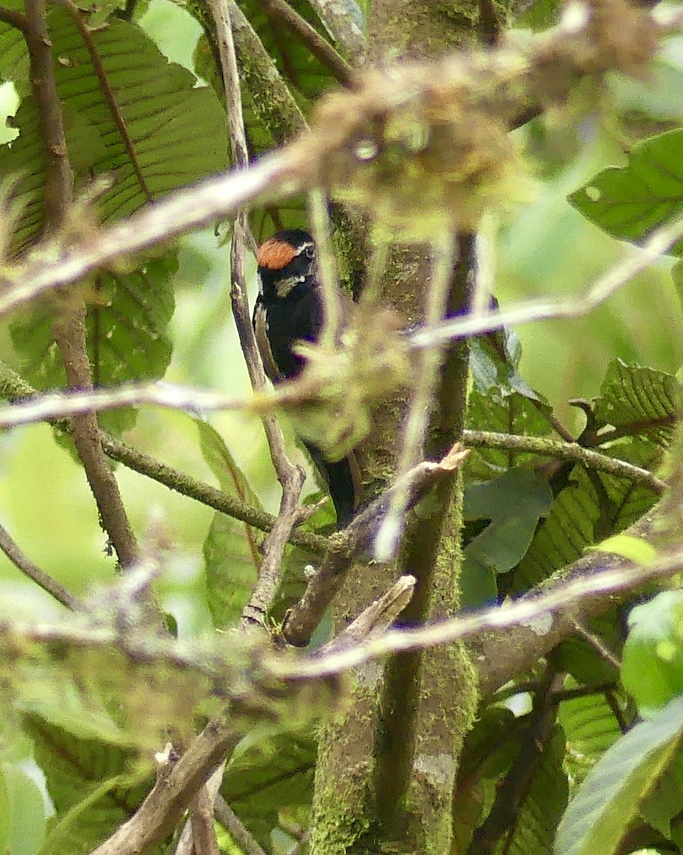 Hairy Woodpecker - Laura Blutstein
