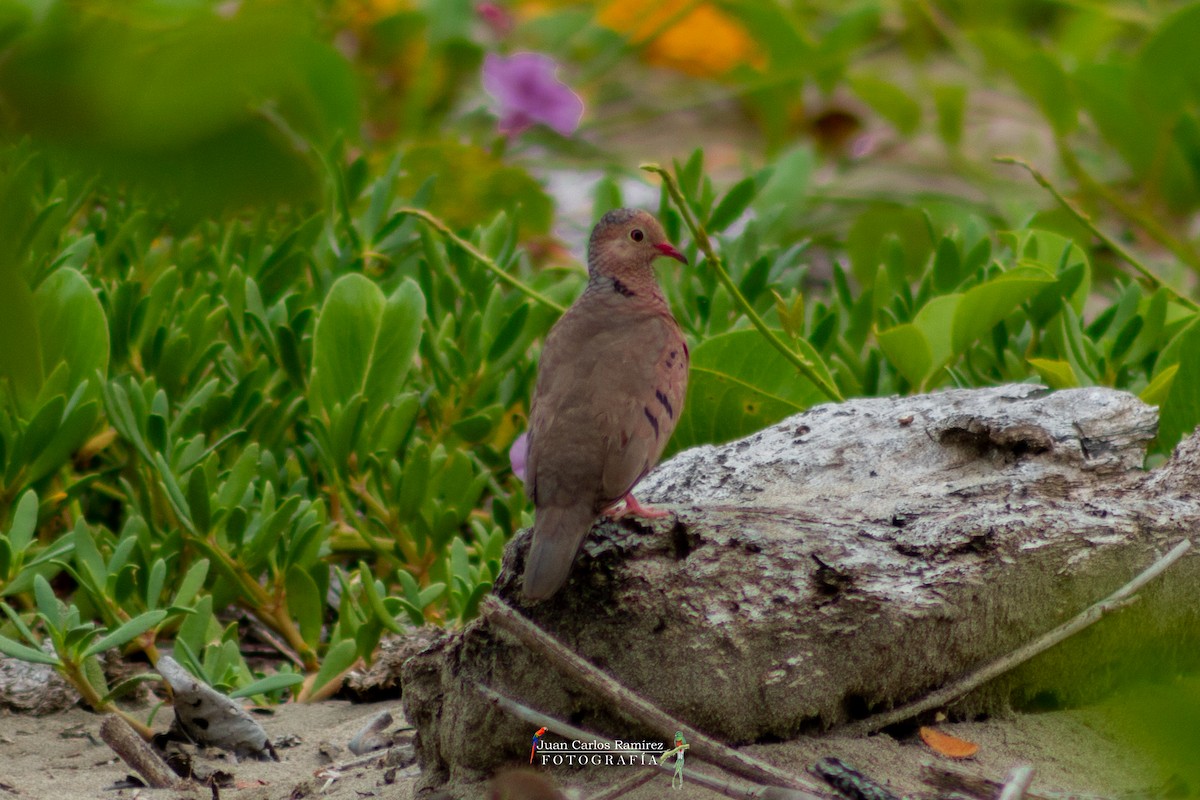 Common Ground Dove - Juan Carlos Ramírez Castro