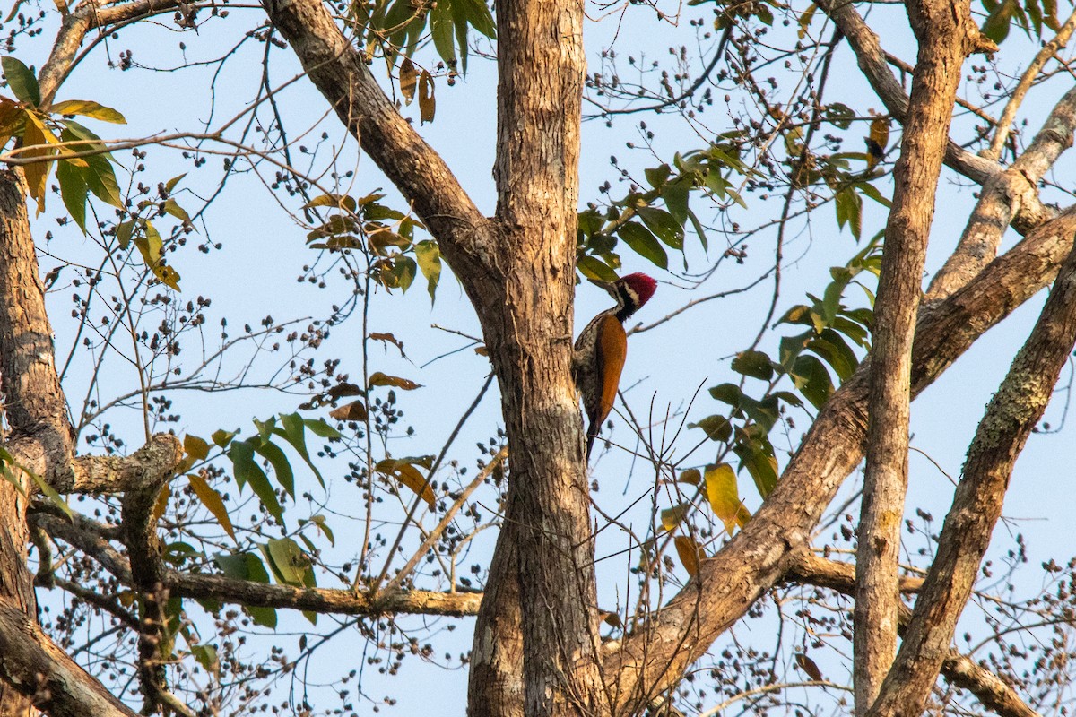 Greater Flameback - Sean Birk Bek Craig