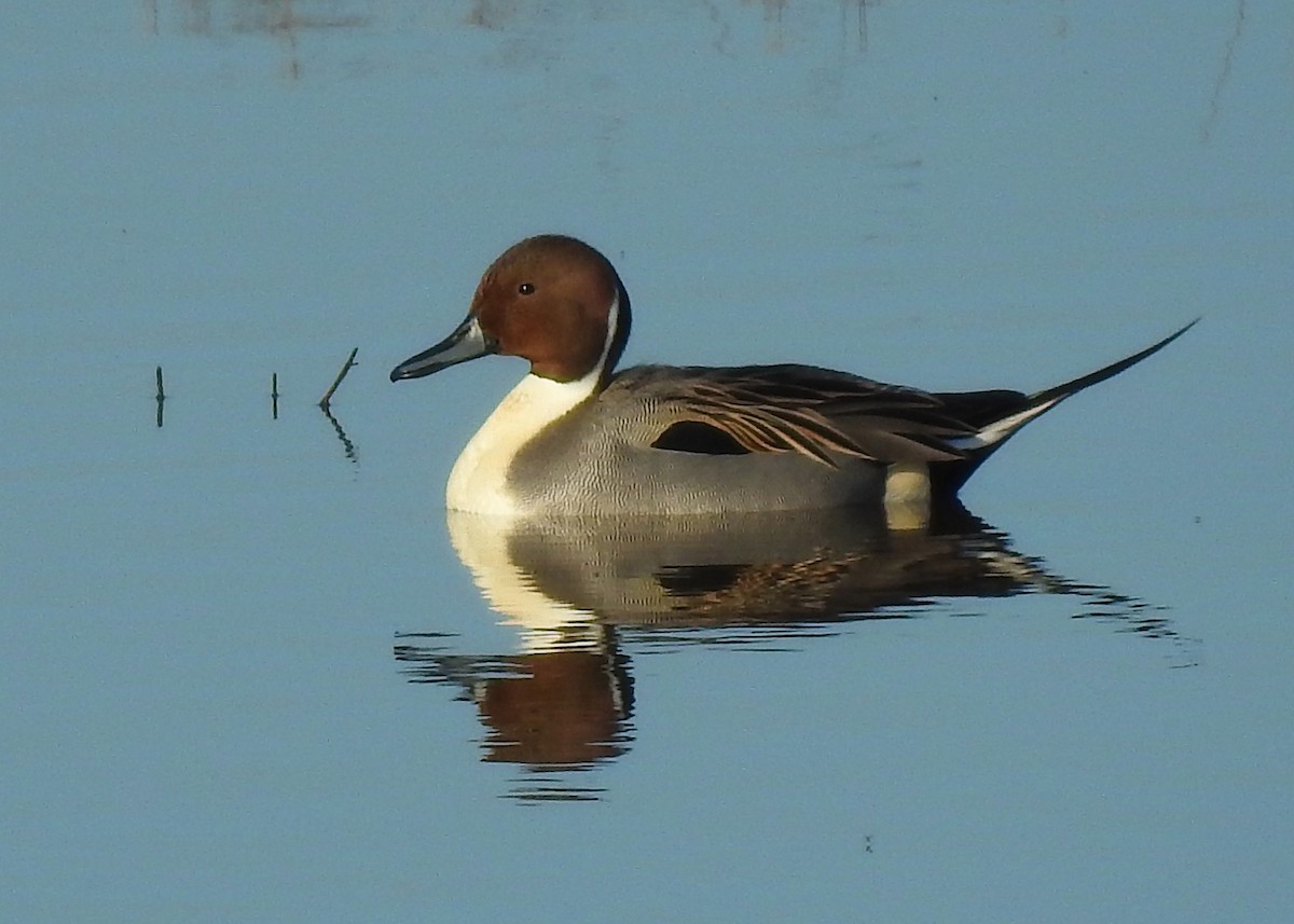 Northern Pintail - Mark Smiles