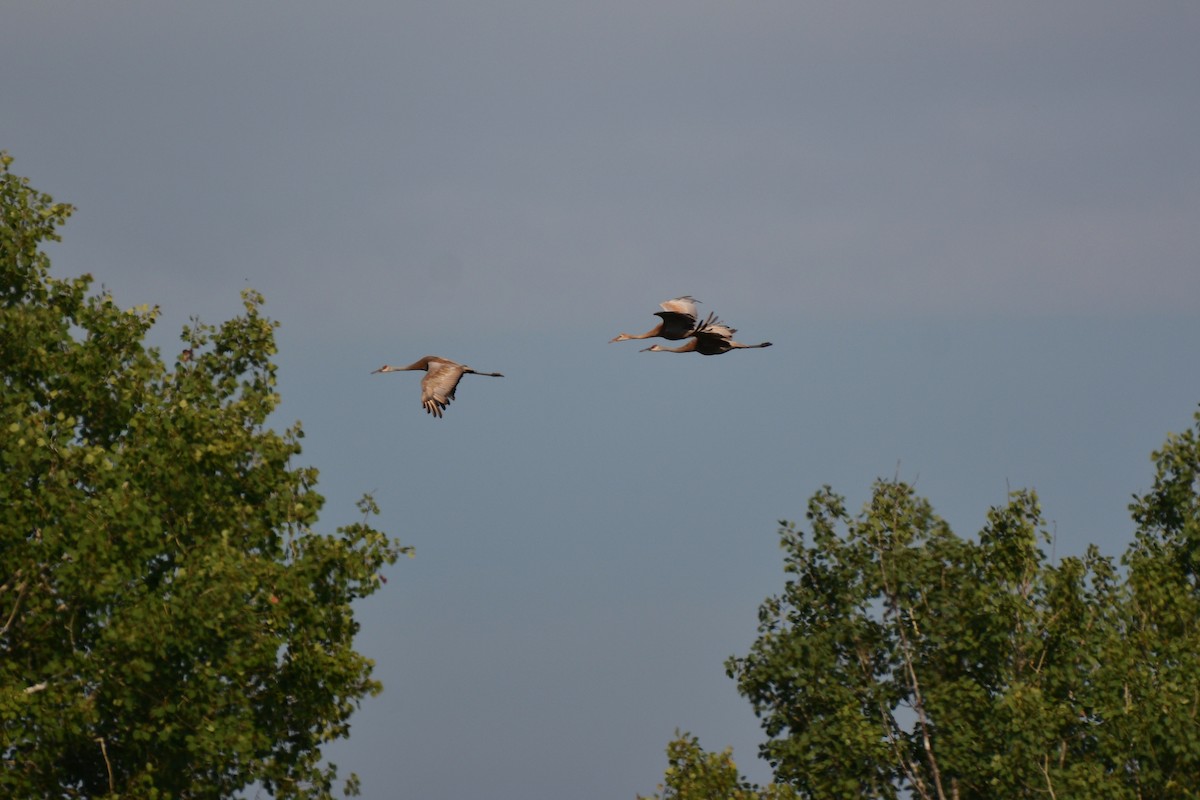 Sandhill Crane - ML207628021