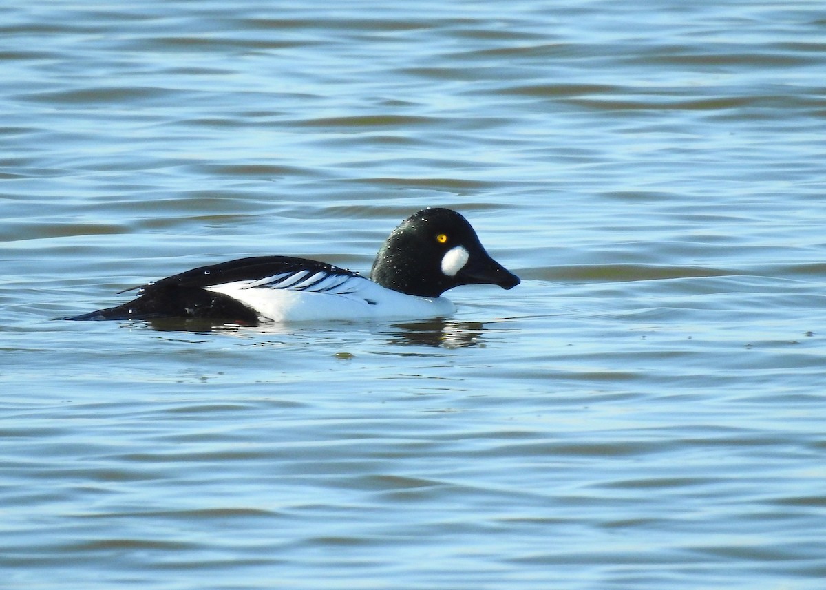 Common Goldeneye - ML207628041