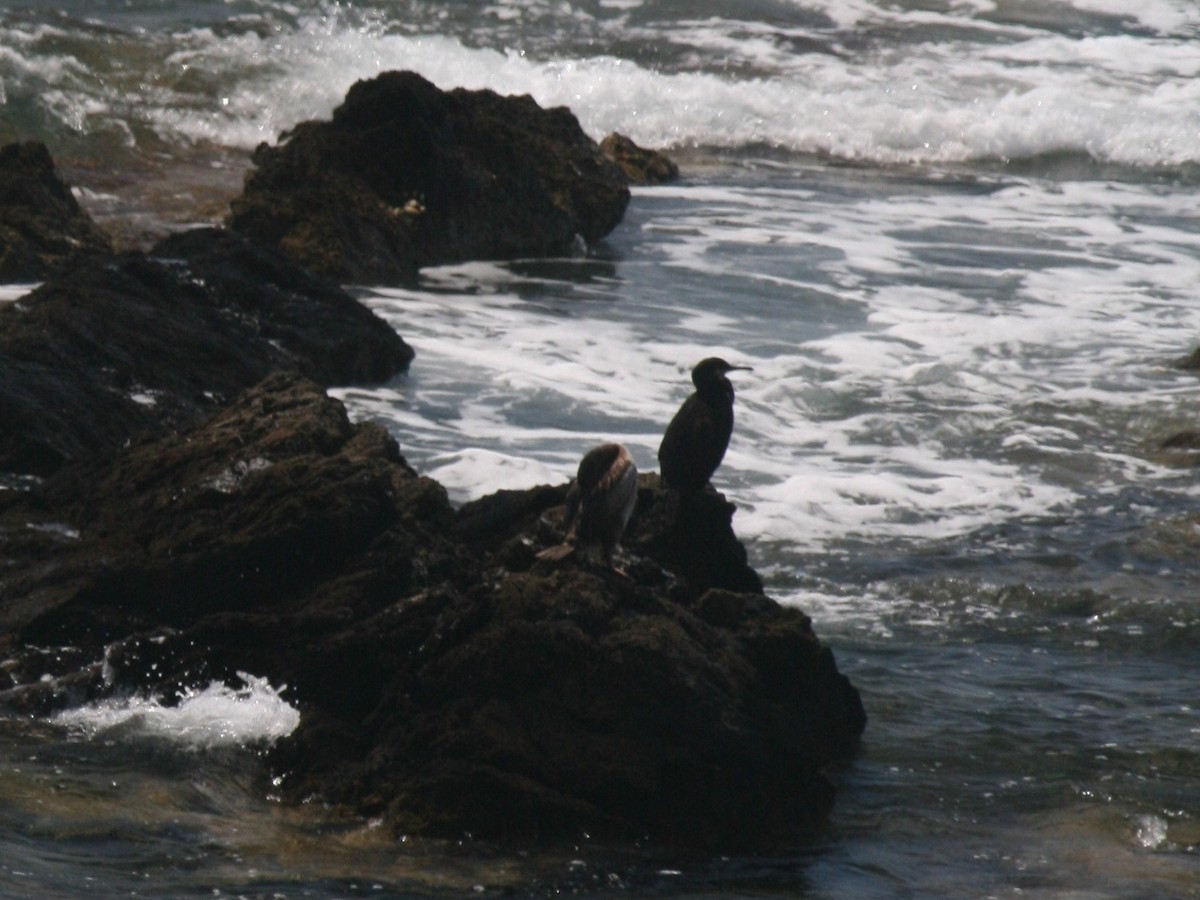 European Shag (Mediterranean) - ML207628351