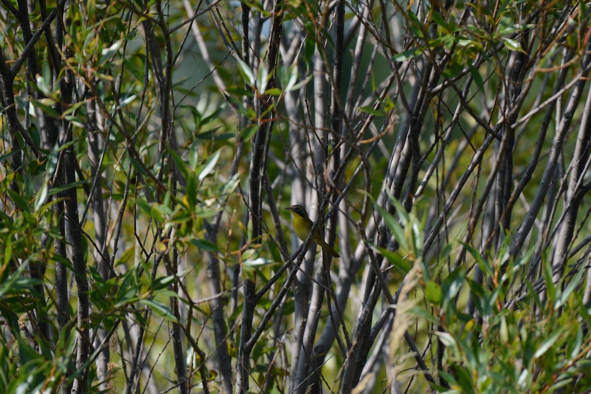 Common Yellowthroat - ML207628651