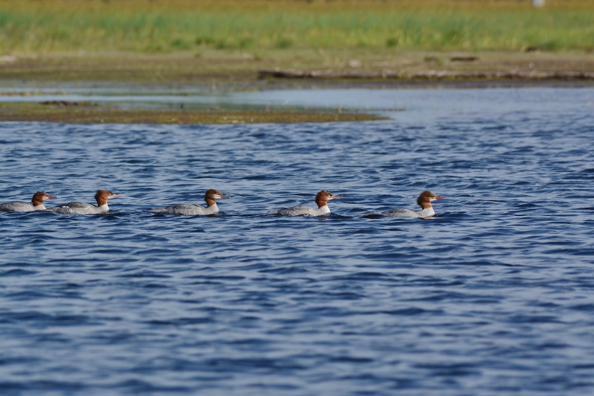 Common Merganser - ML207630271