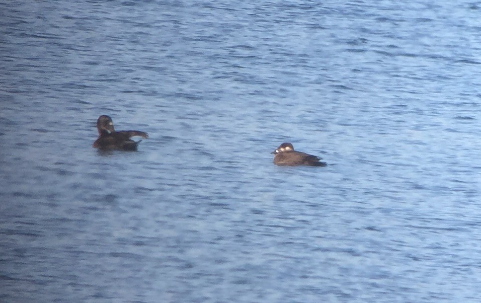 Surf Scoter - Gregg Goodrich