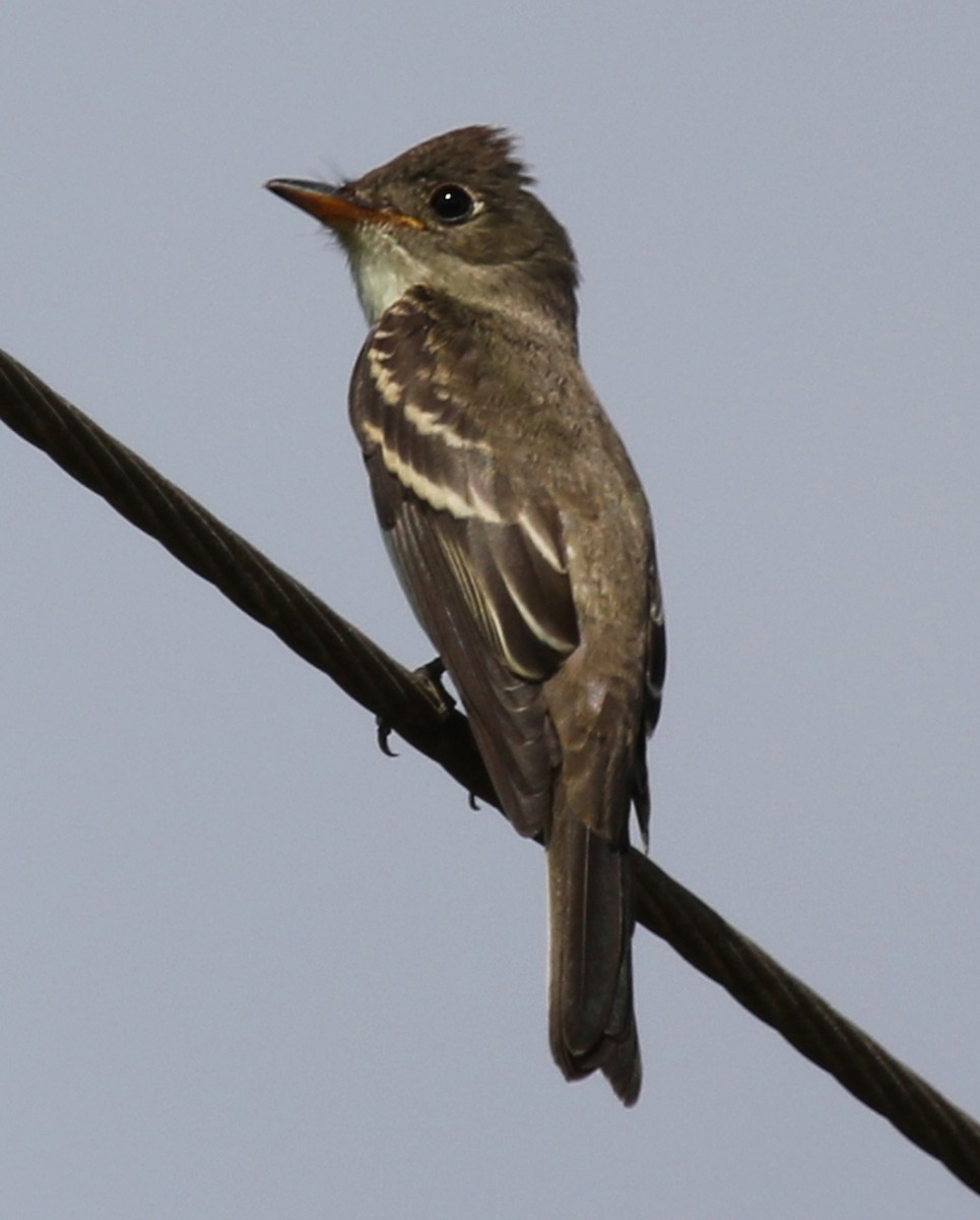 Eastern Wood-Pewee - ML20763351