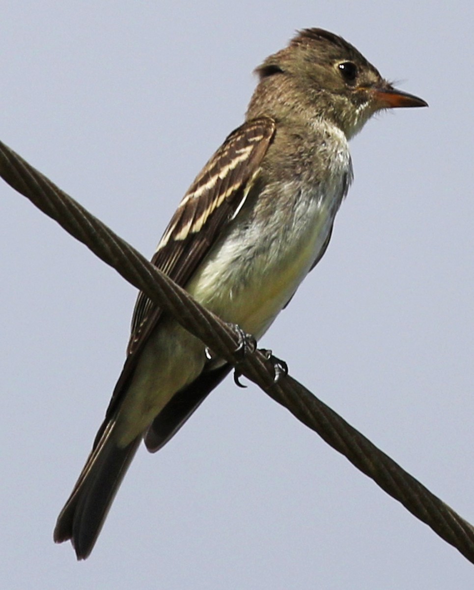 Eastern Wood-Pewee - ML20763511