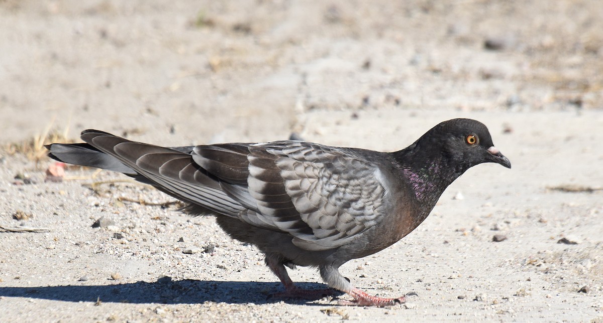 Rock Pigeon (Feral Pigeon) - Steven Mlodinow