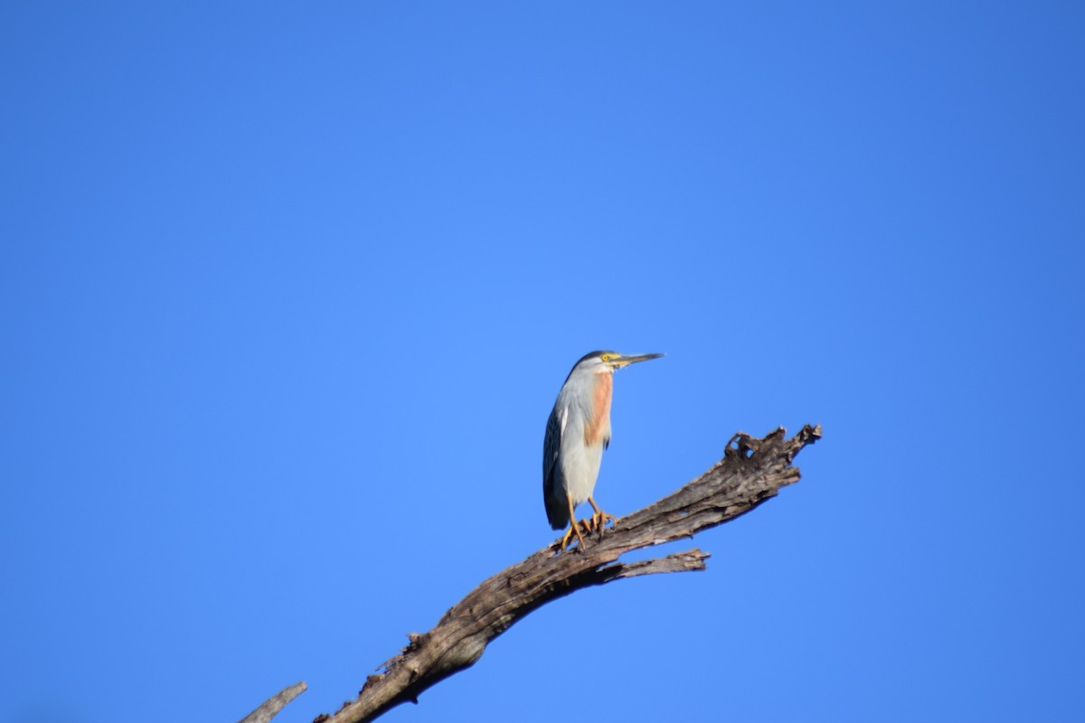 Striated Heron - ML207636391