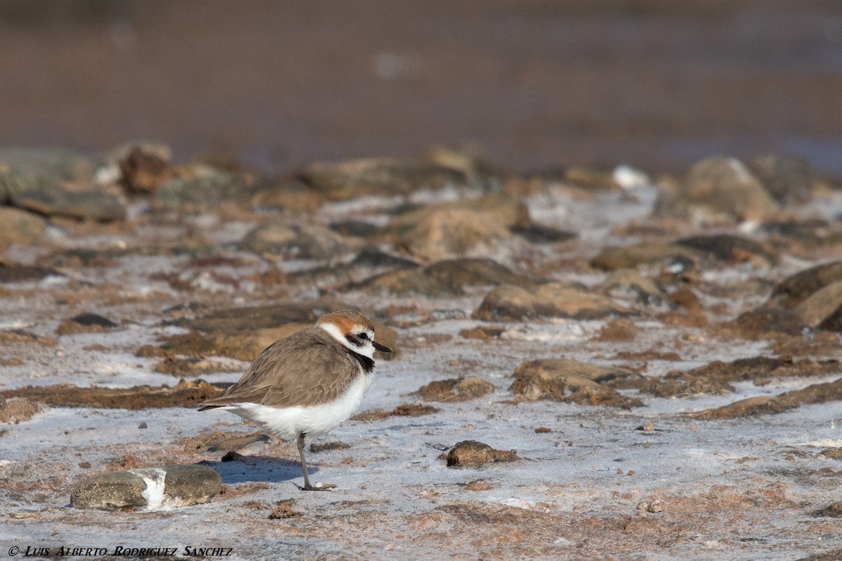 Kentish Plover - ML207636701