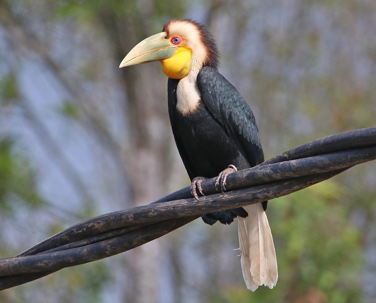 Wreathed Hornbill - Tim Avery