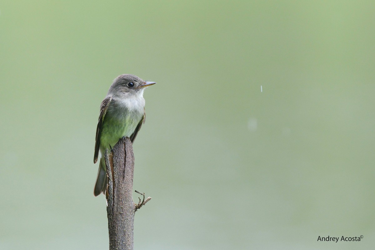 Northern Tropical Pewee - ML20763701