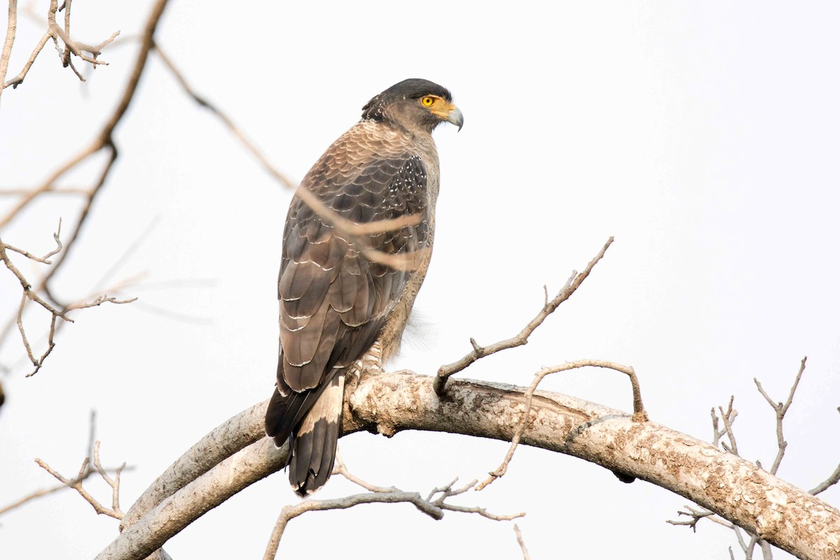 Crested Serpent-Eagle - ML207637041