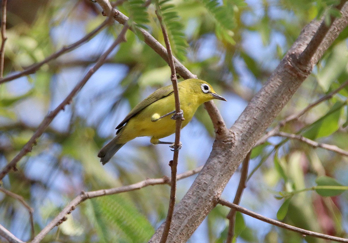 Lemon-bellied White-eye - Tim Avery