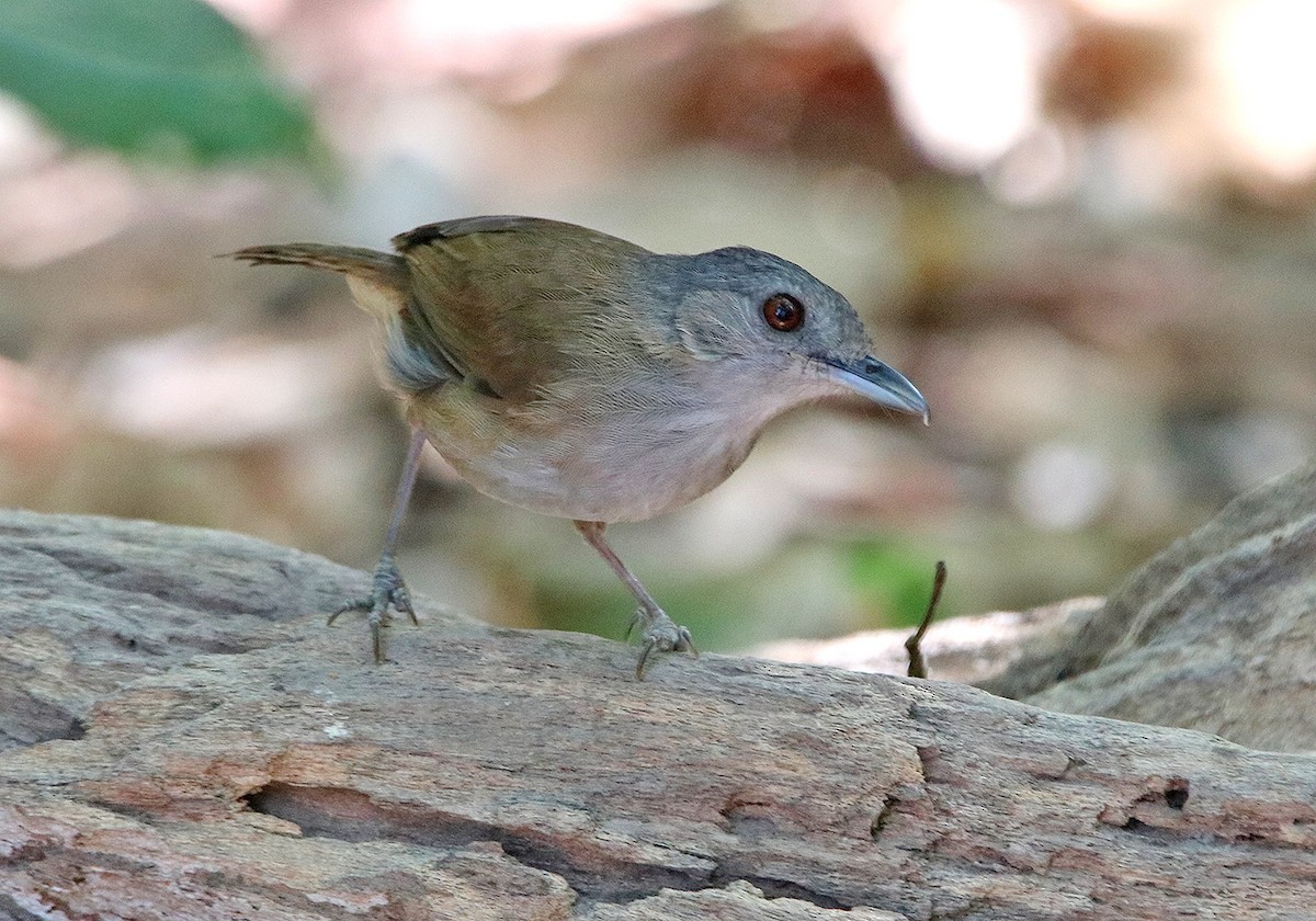 Horsfield's Babbler - Tim Avery