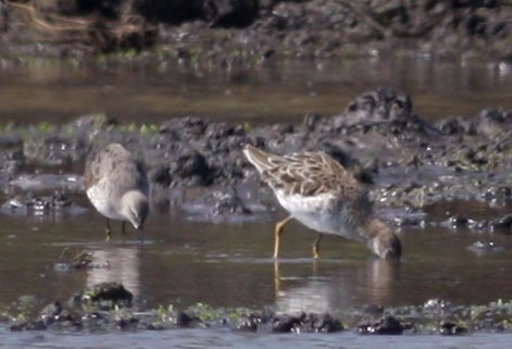 Ruff - Håvar Hveding