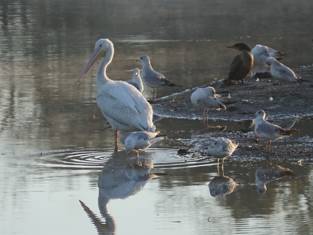 American White Pelican - Mark Songer