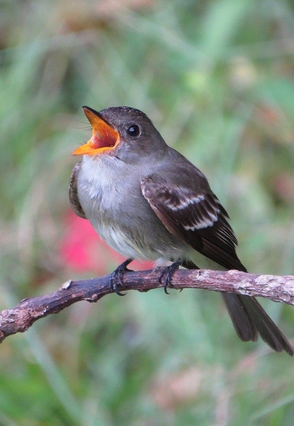 Western/Eastern Wood-Pewee - ML20763841