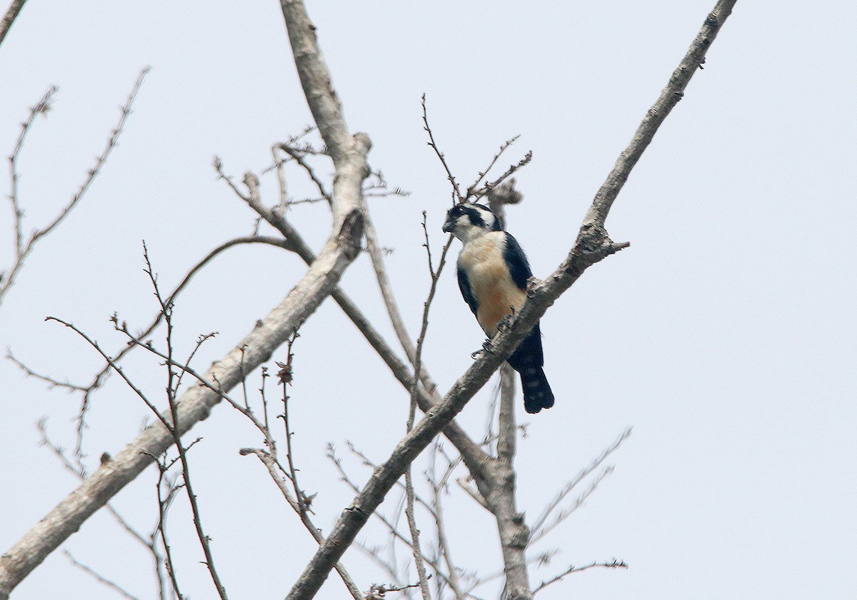 Black-thighed Falconet - Tim Avery