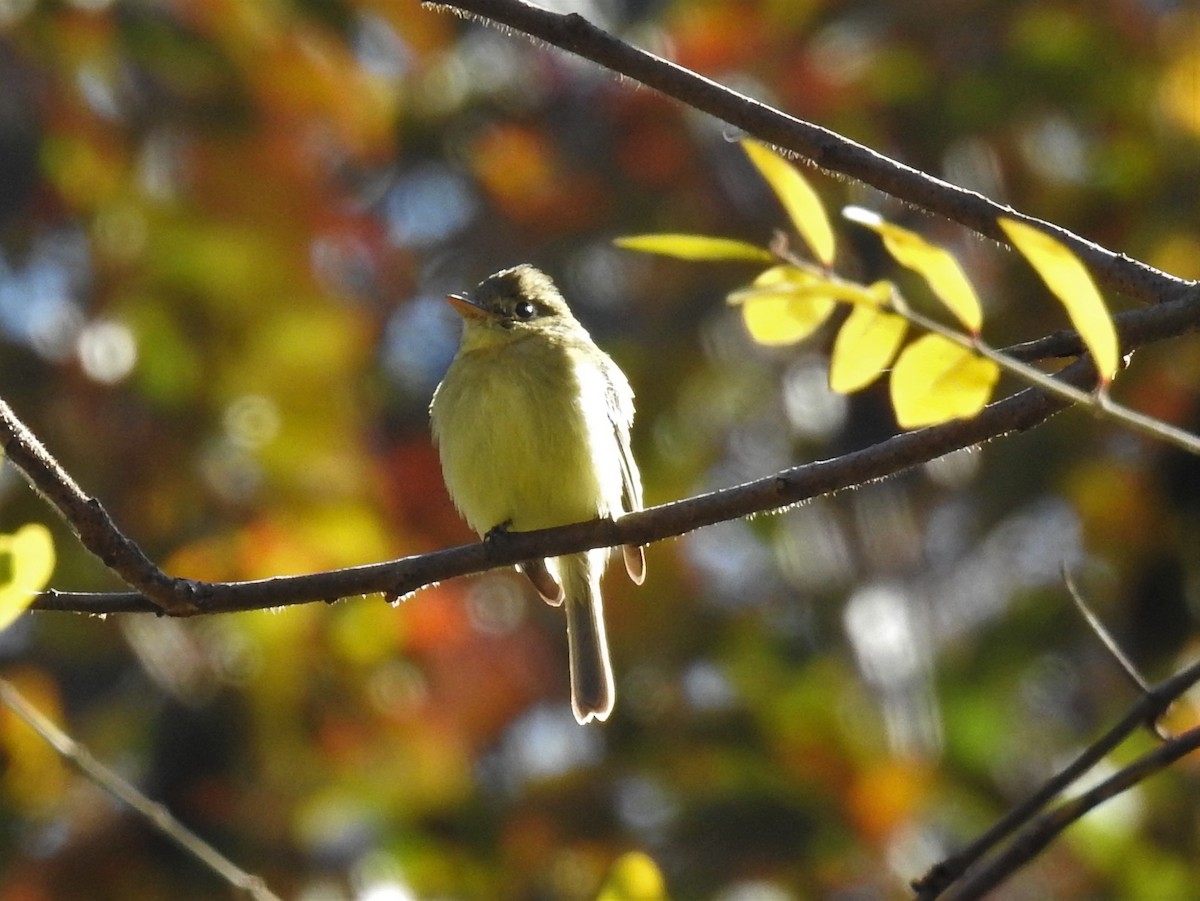 Western Flycatcher (Pacific-slope) - ML207639061