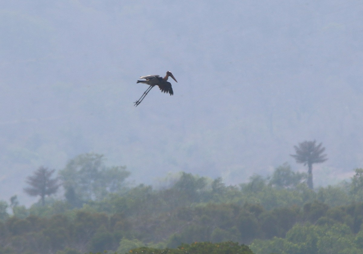 Lesser Adjutant - ML207639071