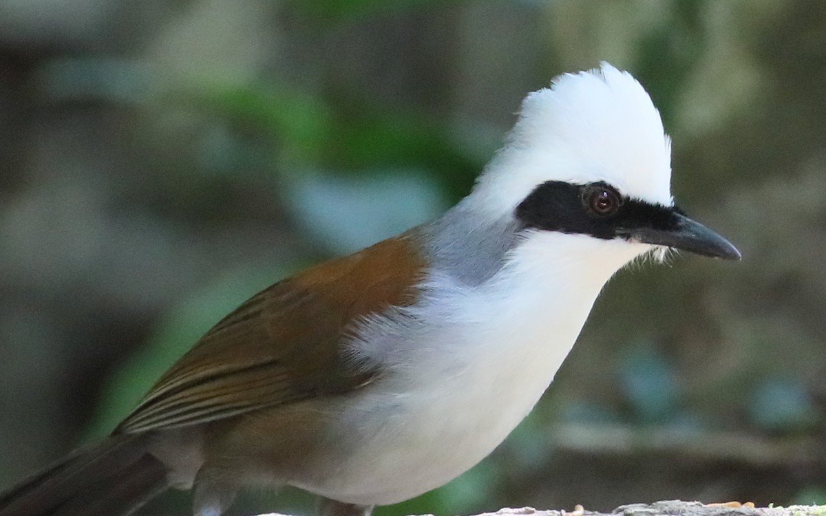 White-crested Laughingthrush - ML207639081