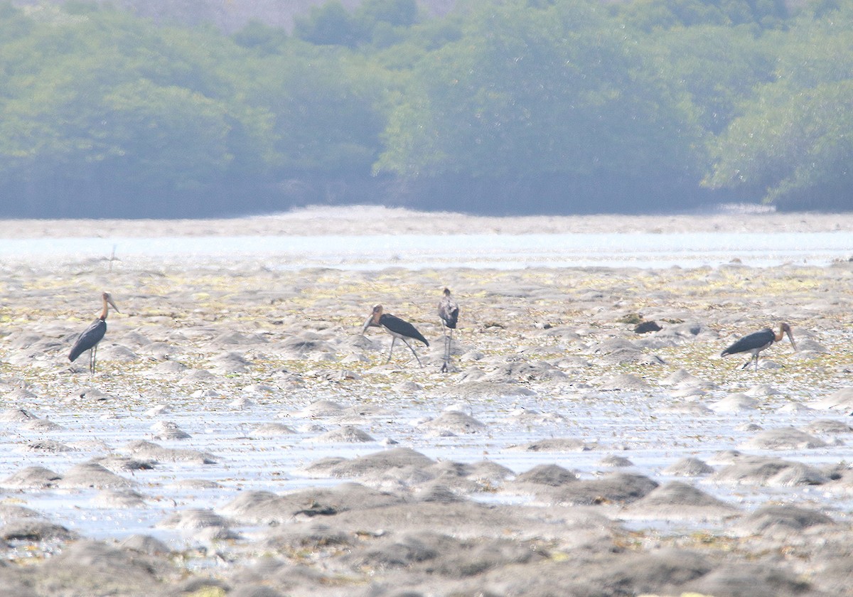 Lesser Adjutant - ML207639091