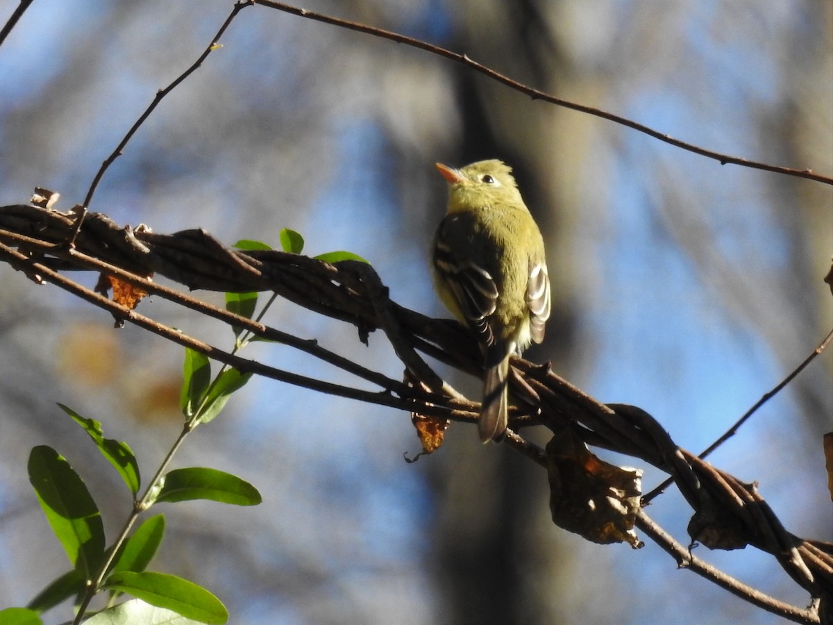 Western Flycatcher (Pacific-slope) - ML207639181