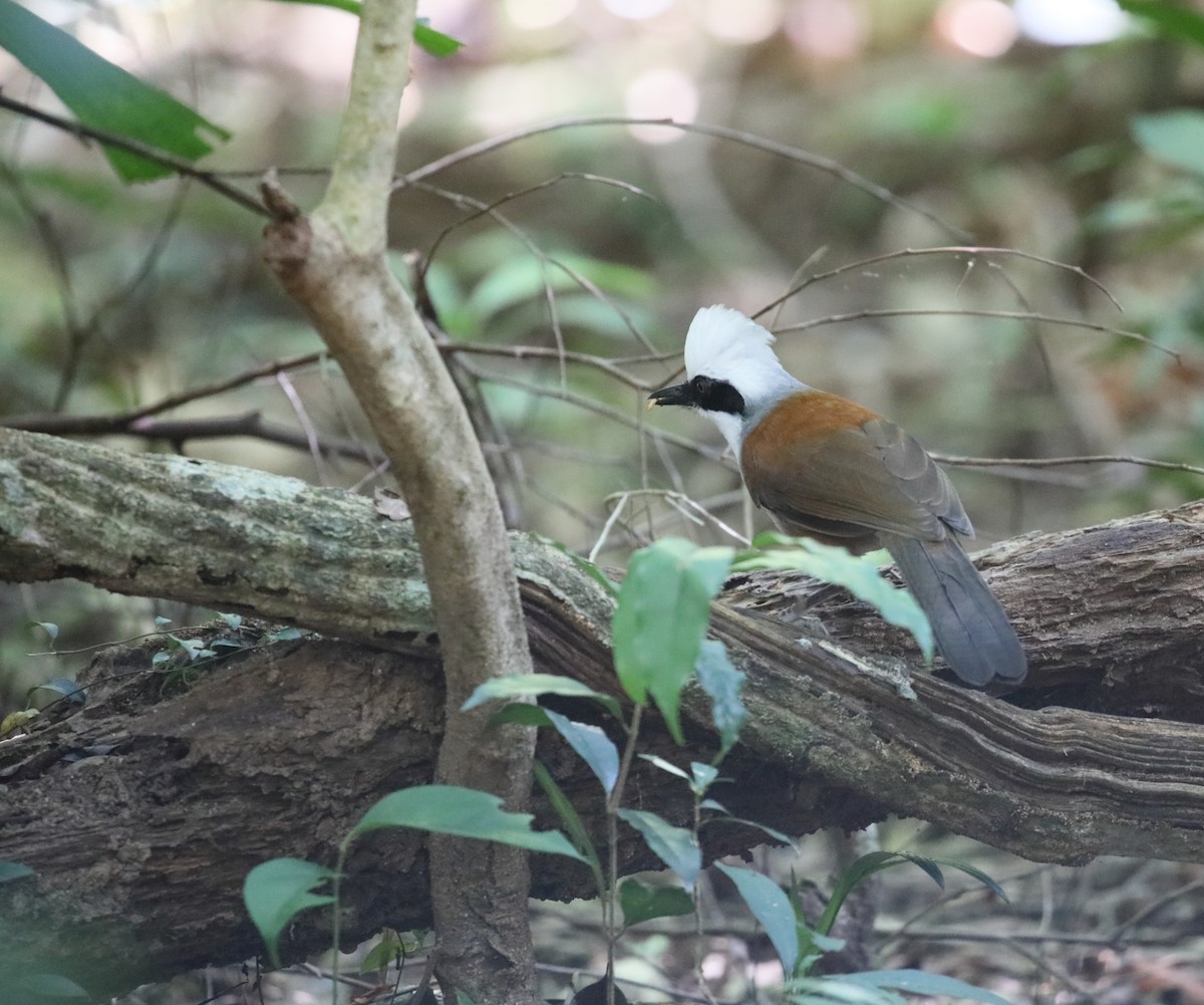 White-crested Laughingthrush - ML207639191