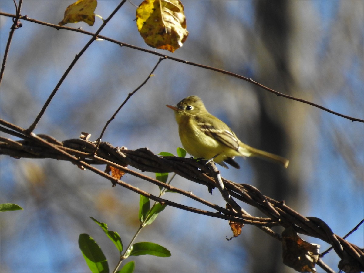 Western Flycatcher (Pacific-slope) - ML207639241