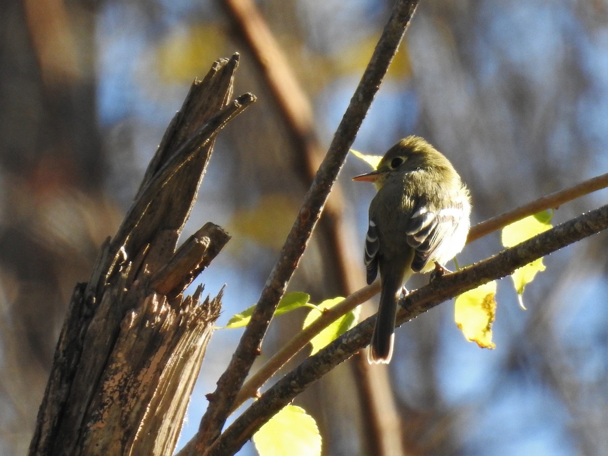 Western Flycatcher (Pacific-slope) - ML207639331