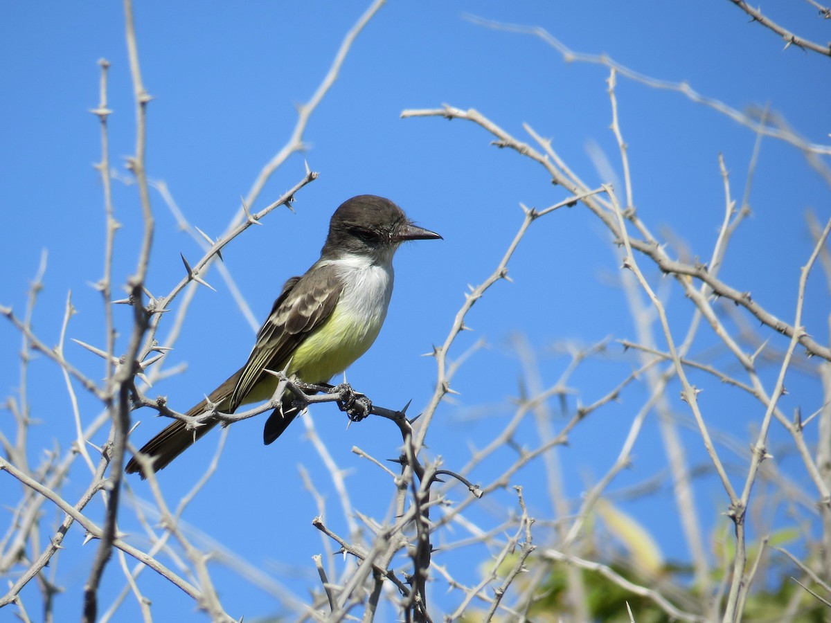 Stolid Flycatcher - ML207639361