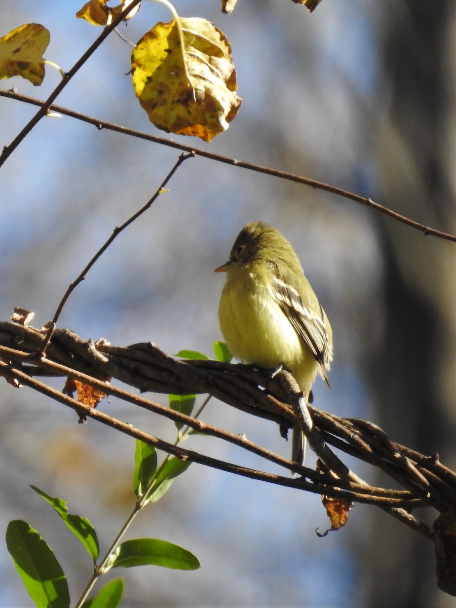 Western Flycatcher (Pacific-slope) - Dave McLain
