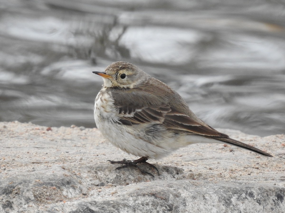 Pipit d'Amérique - ML207640421