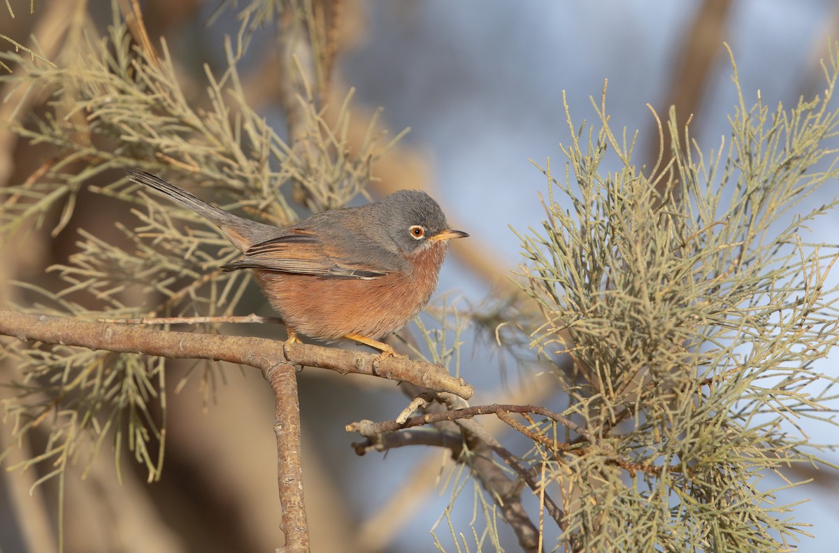 Tristram's Warbler - ML207640571