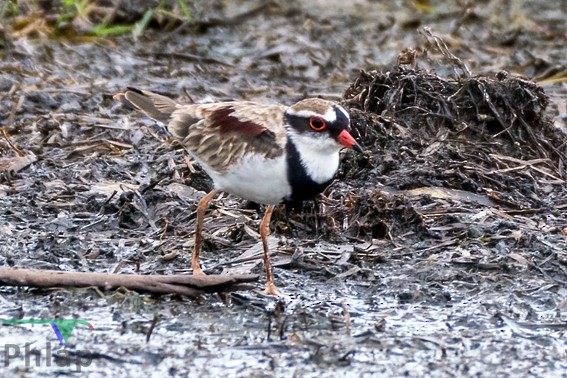 Black-fronted Dotterel - Rodney Appleby