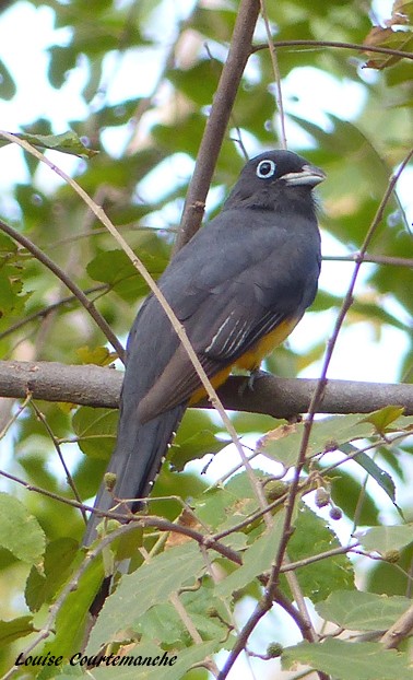 Trogon à tête noire - ML207643491