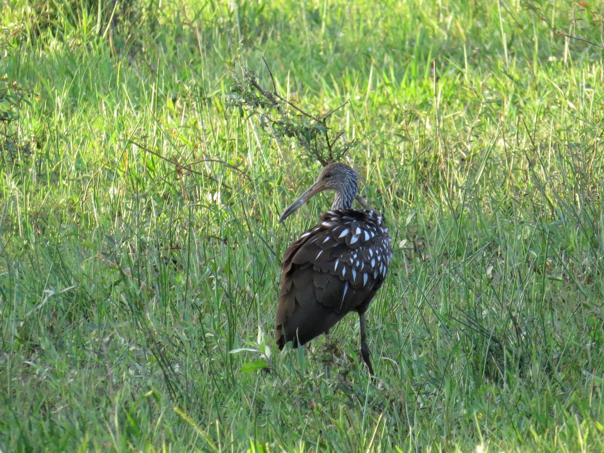 Limpkin - ML207644101