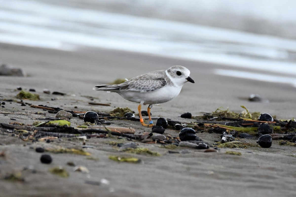 Piping Plover - ML207644151