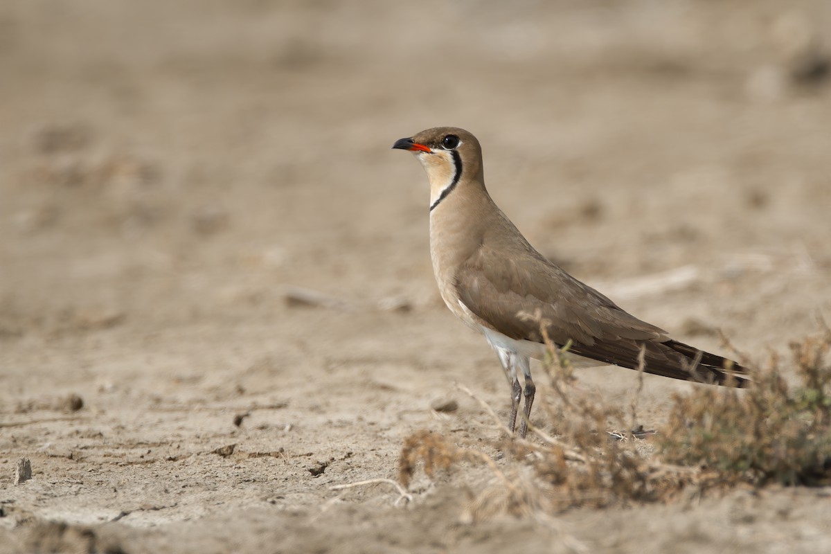 Oriental Pratincole - ML207644601