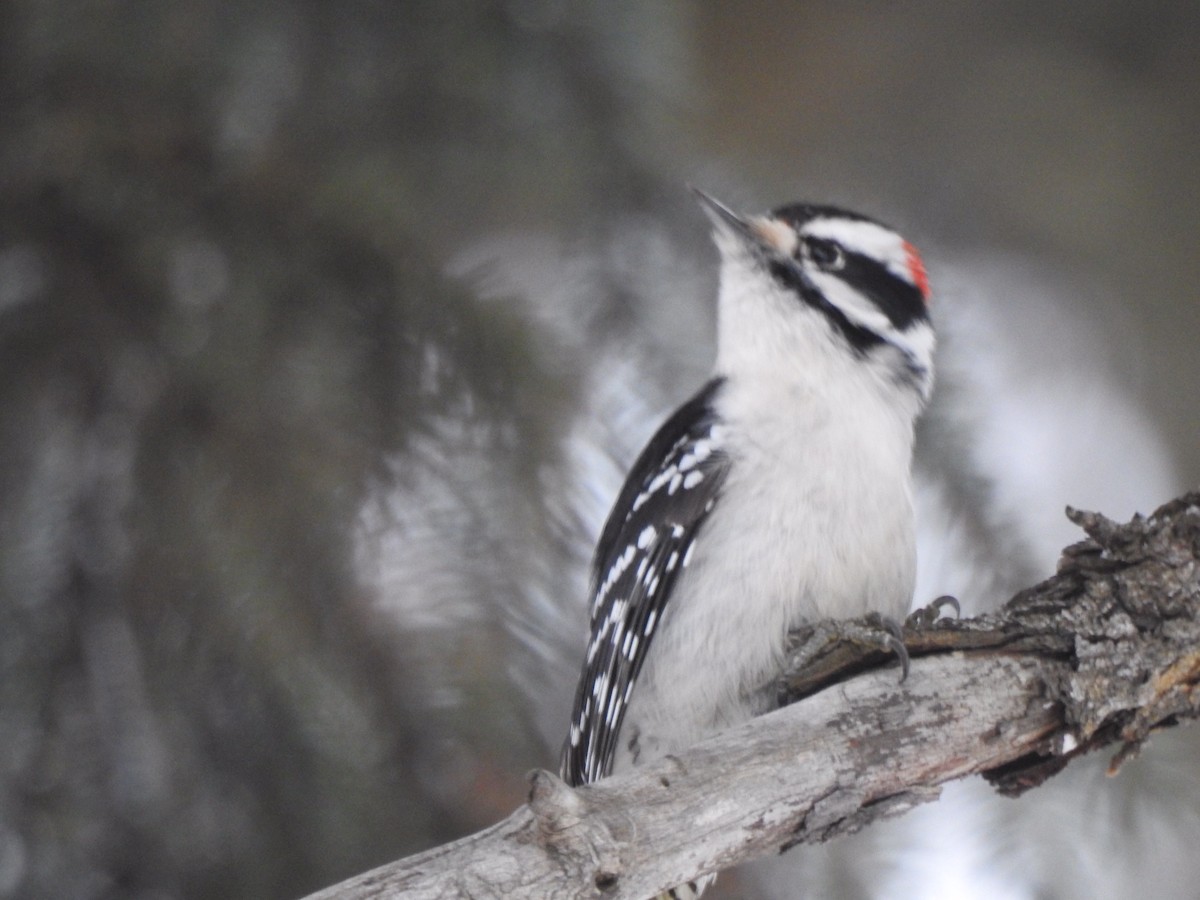 Downy Woodpecker - ML207644641