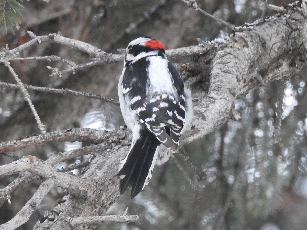 Downy Woodpecker - ML207644651