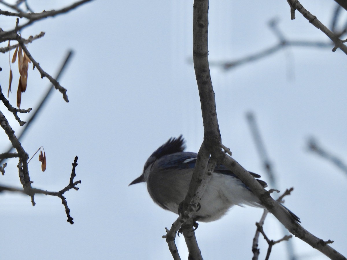 Blue Jay - Dan Stoker