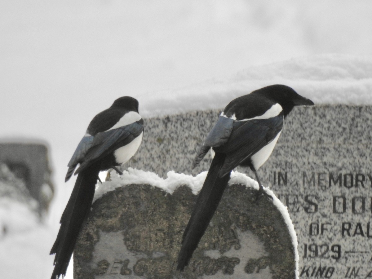 Black-billed Magpie - ML207644701