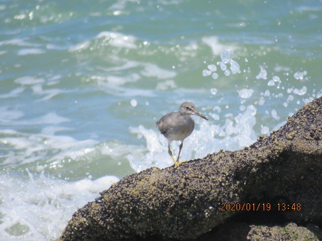 Wandering Tattler - Alfonso Escajadillo