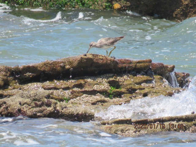 Wandering Tattler - ML207647071