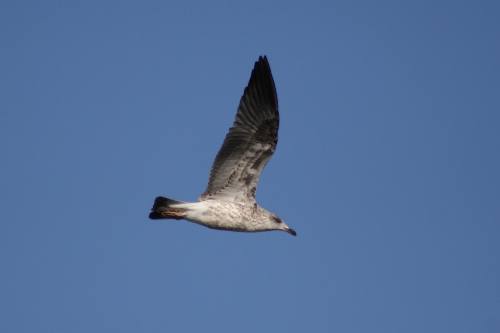 Lesser Black-backed Gull (graellsii) - ML20764751