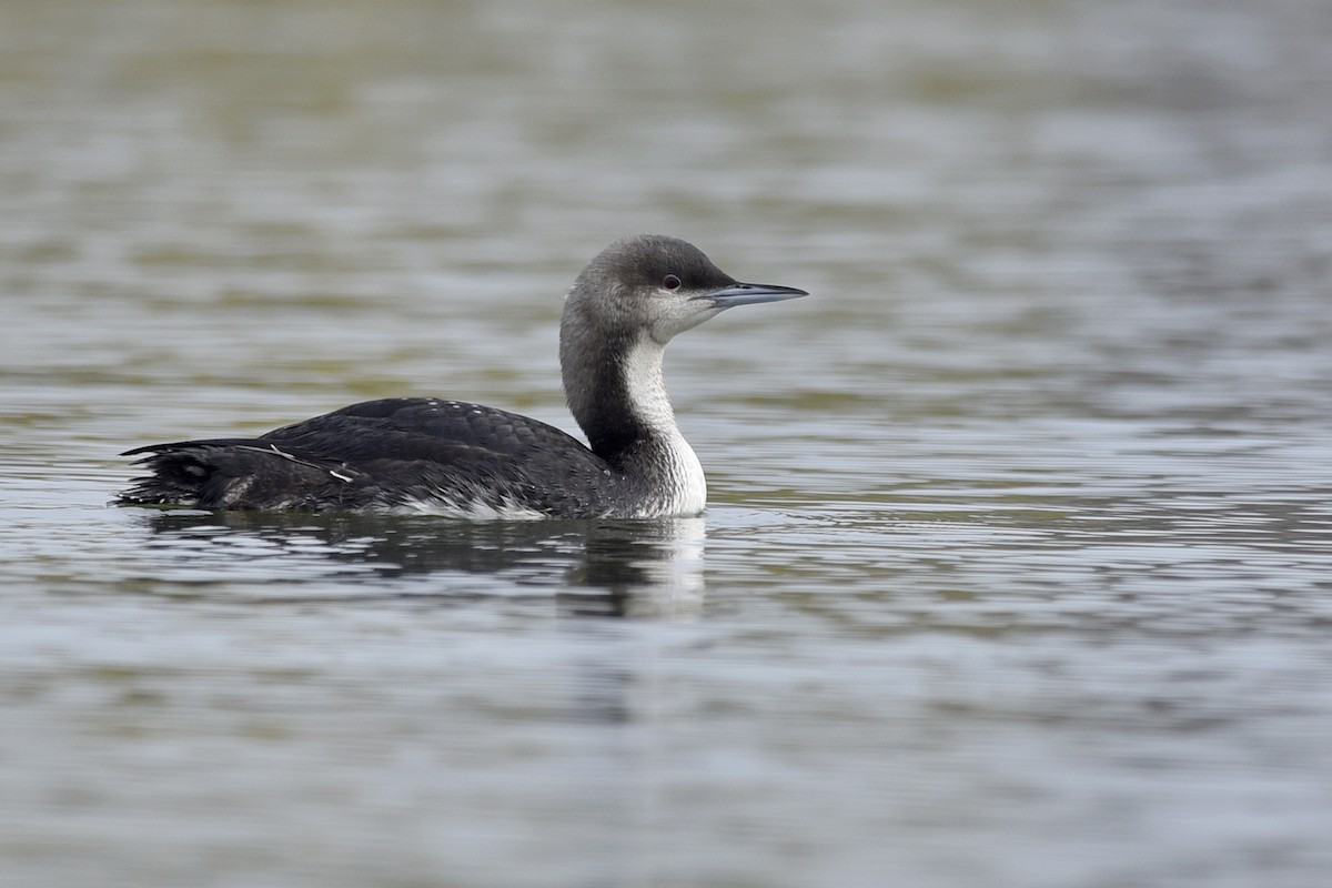 Pacific Loon - Daniel Irons